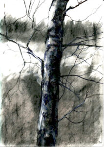 Baum, Zeichnung